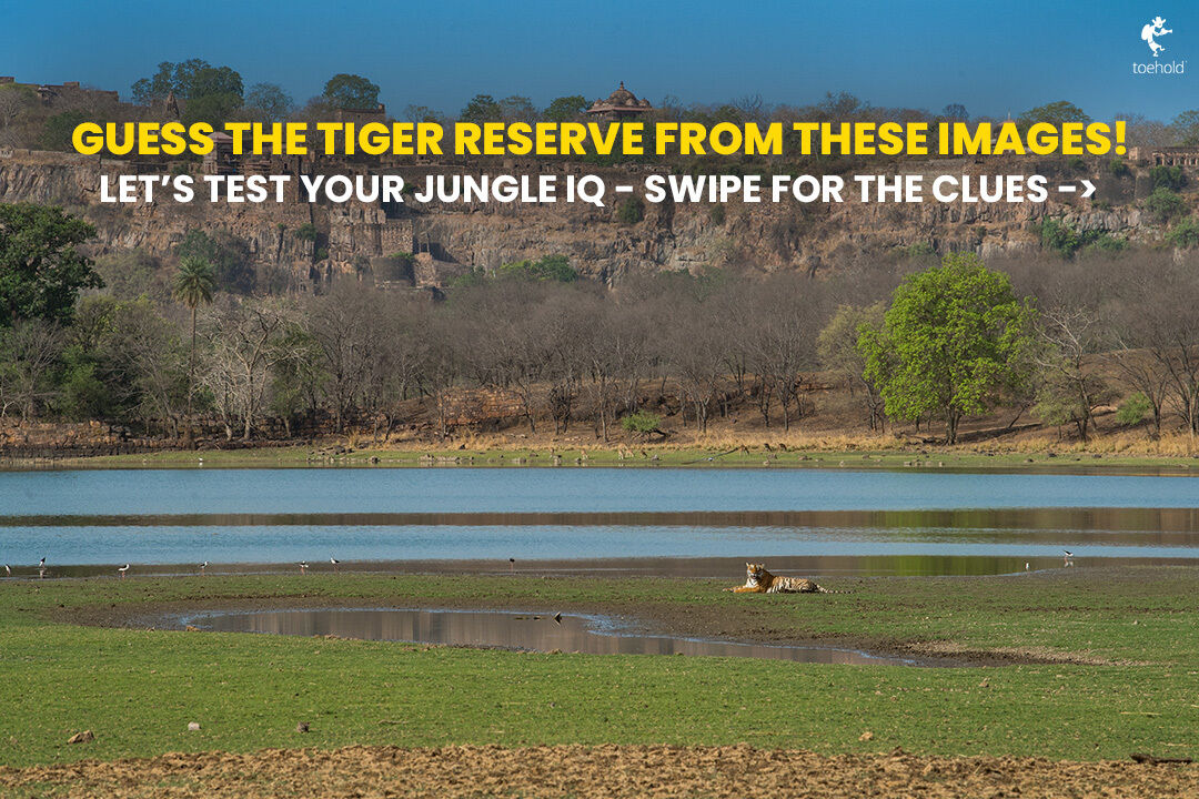 TOEHOLD_TP's tweet image. Tigers. Ruins. Rocky dens.
Can you guess which legendary reserve this is? 🐅
𝗛𝗜𝗡𝗧: It's a tiger paradise famous for its lakes...
Swipe through our clues and drop your answer below!
#ToeholdPhotoTravel