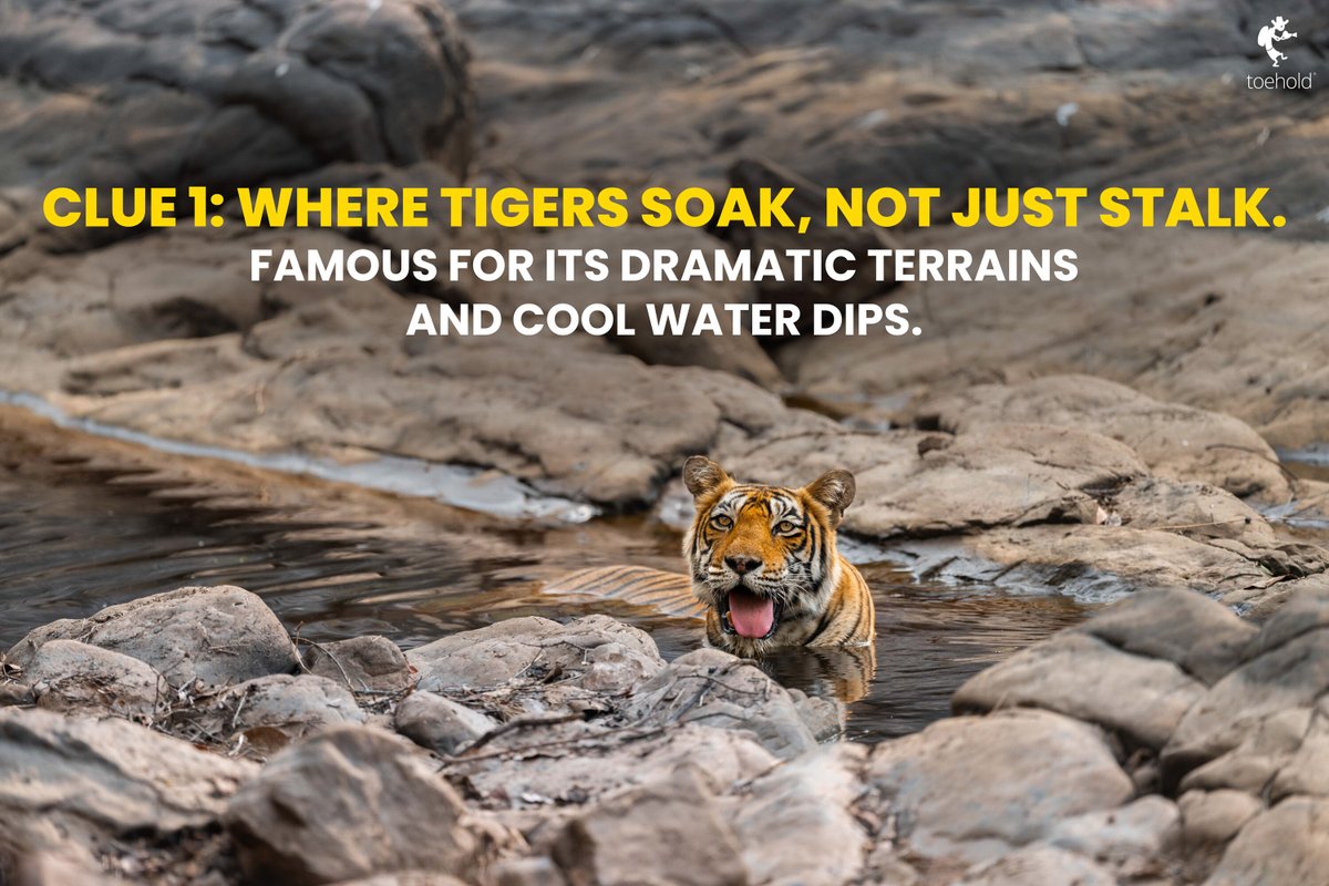 TOEHOLD_TP's tweet image. Tigers. Ruins. Rocky dens.
Can you guess which legendary reserve this is? 🐅
𝗛𝗜𝗡𝗧: It's a tiger paradise famous for its lakes...
Swipe through our clues and drop your answer below!
#ToeholdPhotoTravel