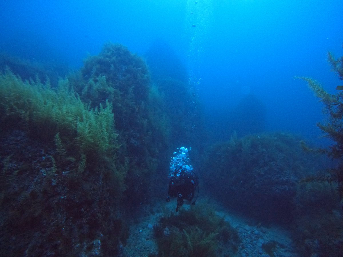 umizono's tweet image. ど~んよ~り曇り空。
今日はファン2ボート
①漁礁 水温25.0度(水深25m)透視度15~20m
②高瀬 水温25.8度(水深17m)透視度15m
また少し透視度が上がりました・・・順調順調!#鳥取県 #岩美町 #羽尾 #ダイビング