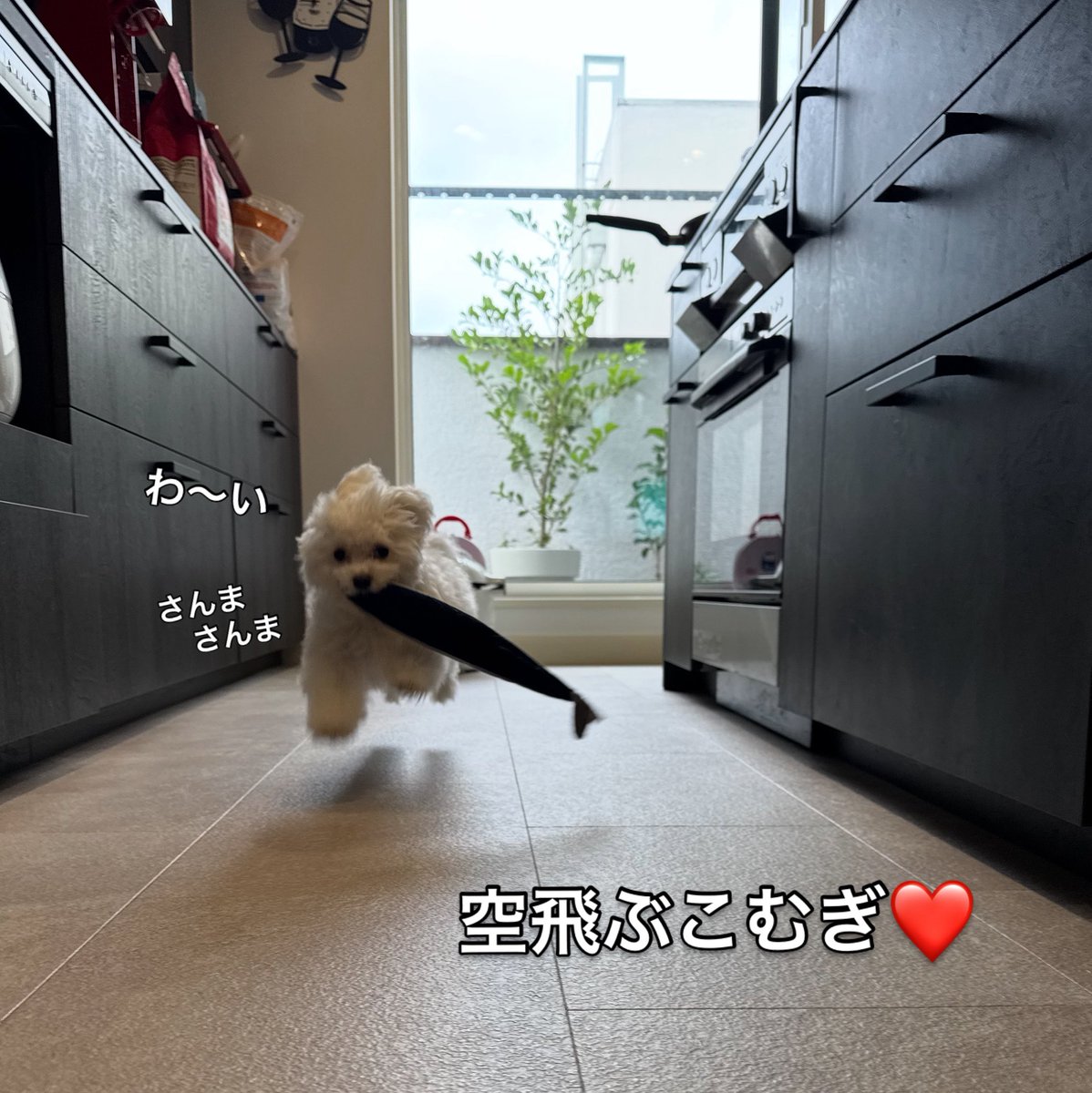 Kyoko (@hananinorion) on Twitter photo 