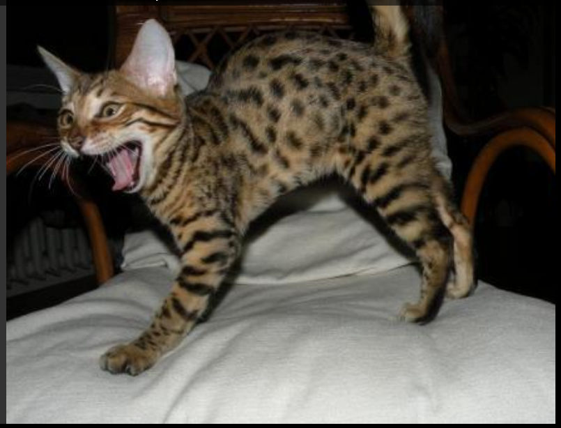 Lilyregale, 🌈Bibi😽,🌈 Colombo😽 (@lilyregale) on Twitter photo #ThrowbackThursday dear <a href="/Hedgewatchers/">Hedgewatch</a> Doesnt matter how big or small Bibi was, she had spontaneous, adventure, super curious nature all her life. Trained my resilient like SAS bootcamp #TeamBengal #Hedgewatch #ThrowbackThursday dear <a href="/Hedgewatchers/">Hedgewatch</a> Doesnt matter how big or small Bibi was, she had spontaneous, adventure, super curious nature all her life. Trained my resilient like SAS bootcamp #TeamBengal #Hedgewatch