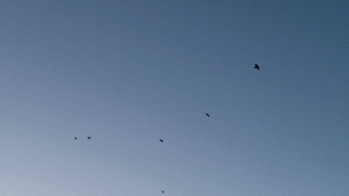 ouestnora's tweet image. Trying to stay grounded while half of me wants to fly
