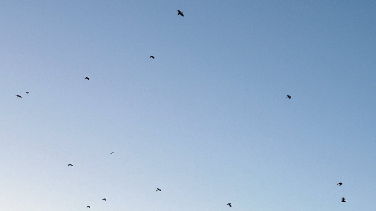 ouestnora's tweet image. Trying to stay grounded while half of me wants to fly