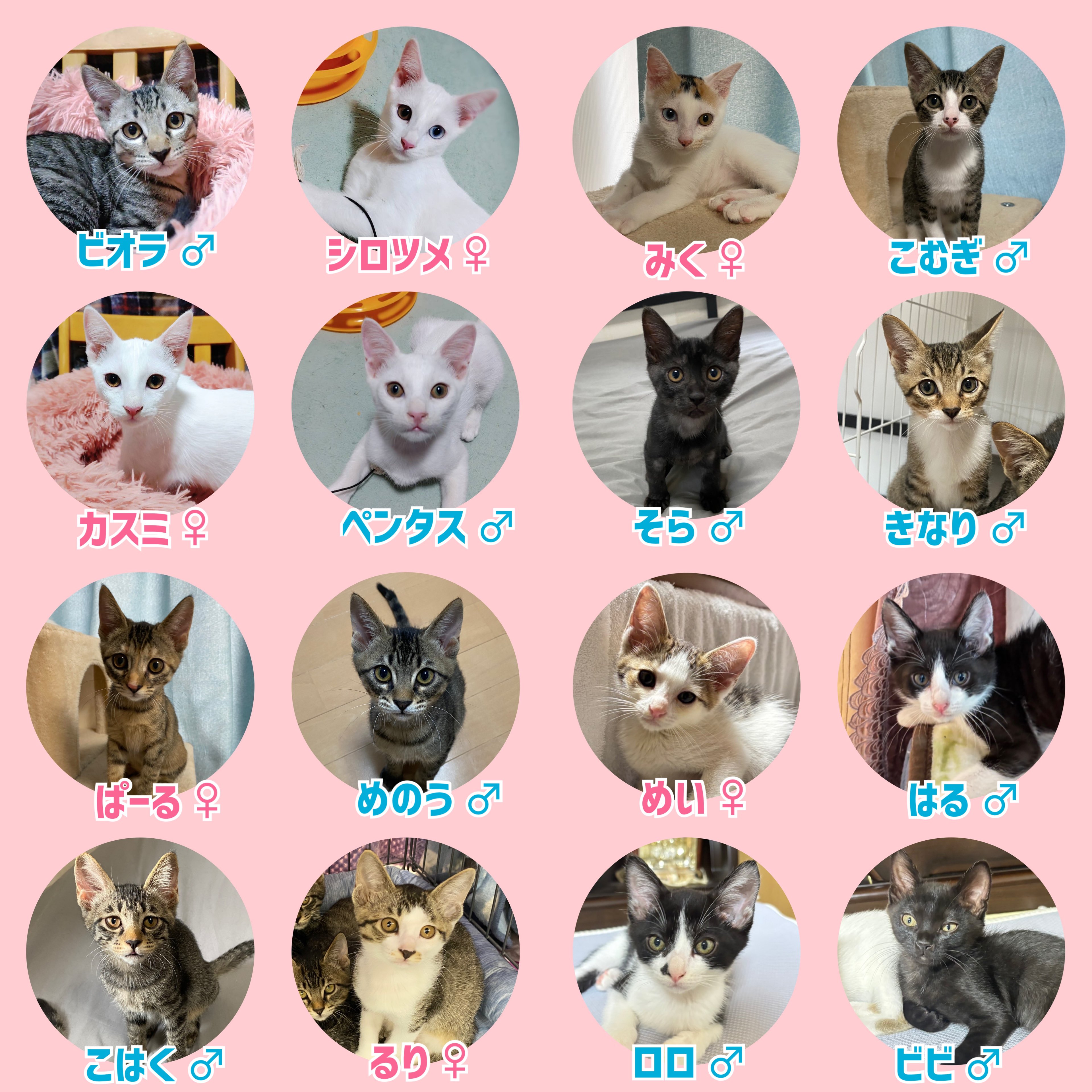 ねこ様 おまとめ中 専用ページ ねこ様 おまとめ中 専用ページ