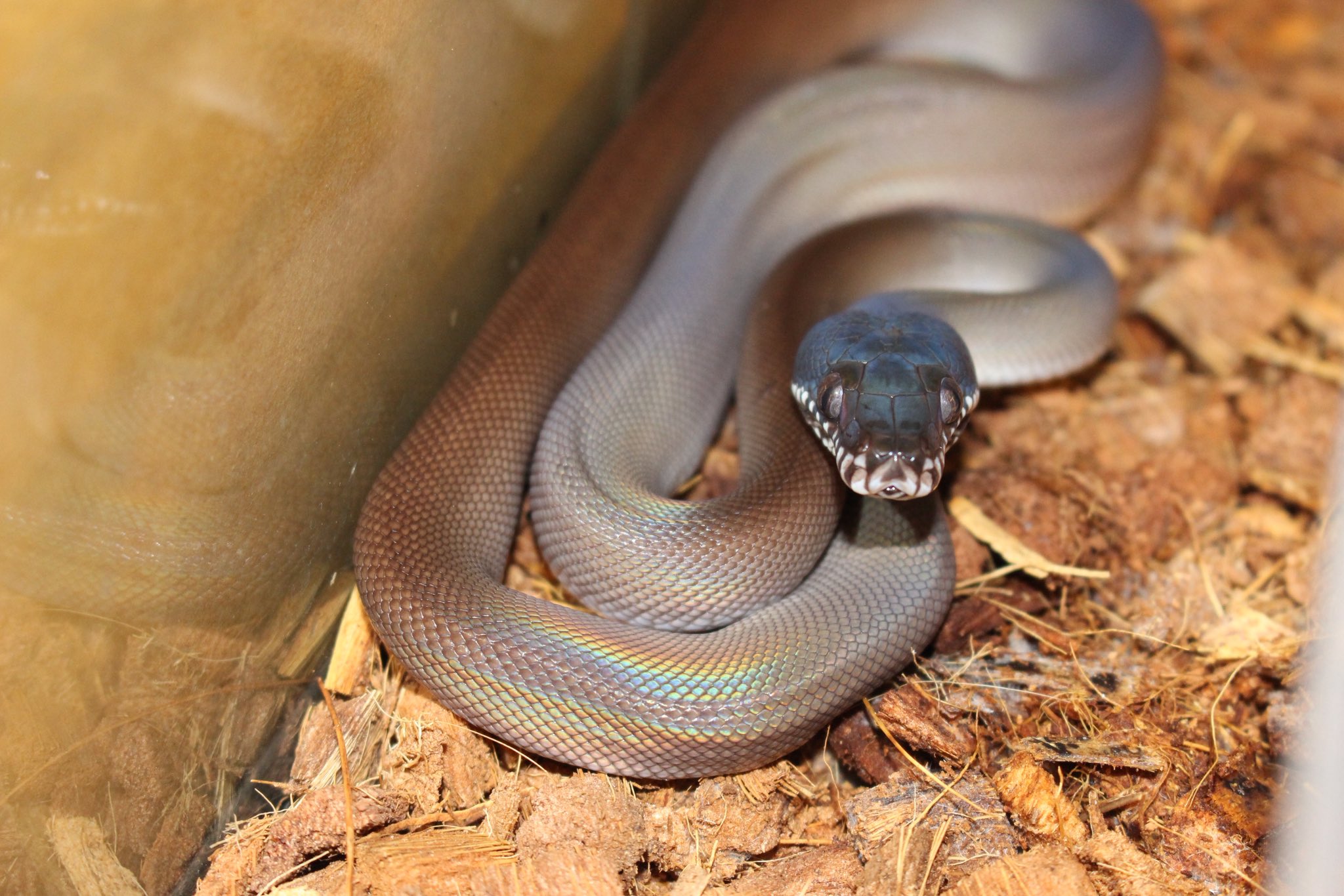 動物の惑星　シロクチニシキヘビ（シークレット）★ sddefault.jpg