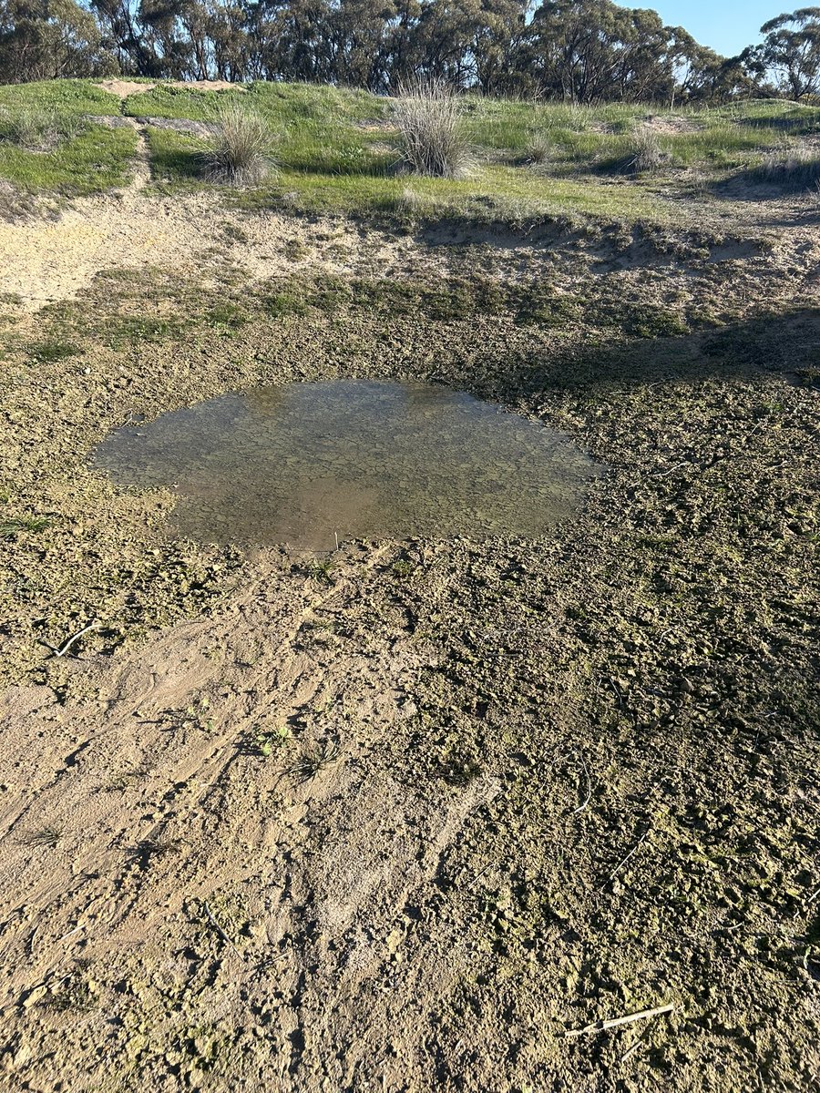 JJB McGill esquire Hoolz. living on McGill land tweet media