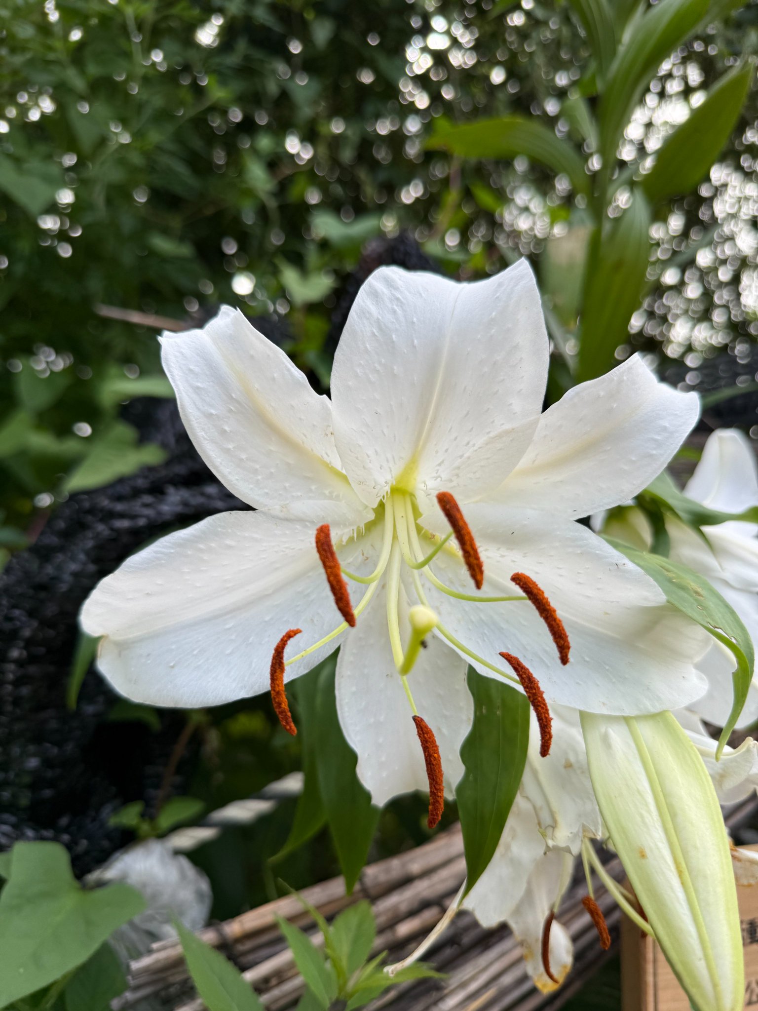 人生を開花させる秘密のプラン 季節のお任せアレンジメント ピンク Mサイズ / 胡蝶蘭・フラワー