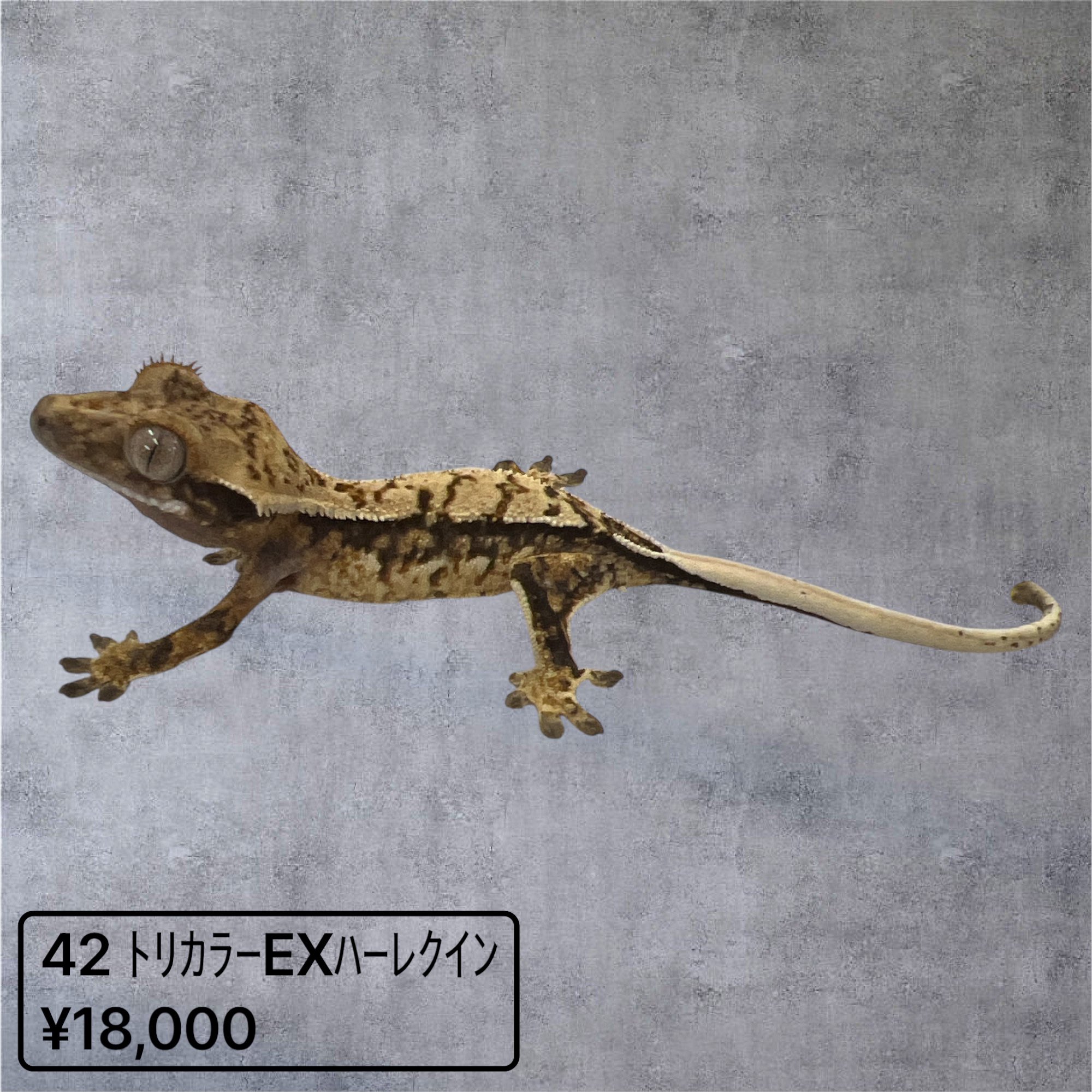 クレステッドゲッコー　色鉛筆画　一点モノ 史上最も激安】 クレステッドゲッコー 一点モノ 色鉛筆画 絵画