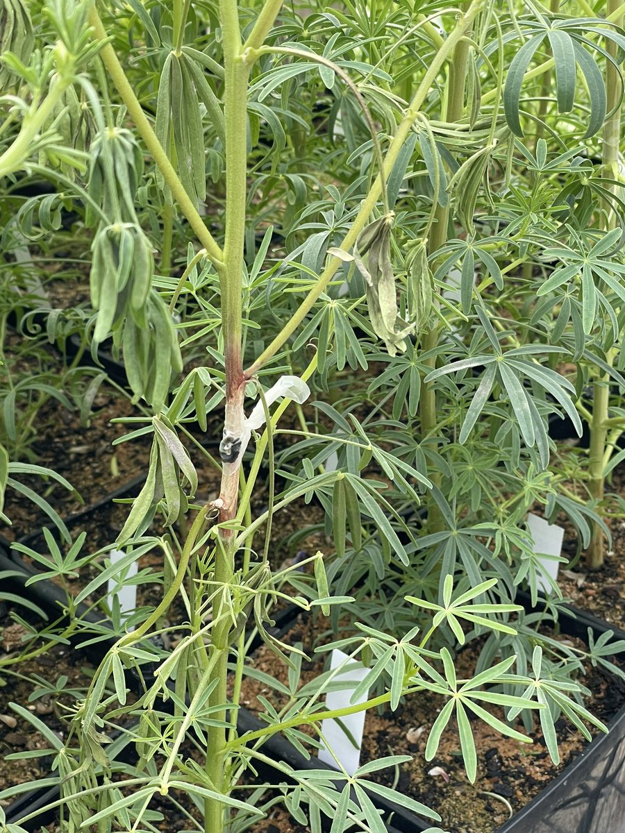 Sarita Bennett (@sjb_ag) on Twitter photo Is there any resistance to Sclerotinia in a diverse screen of narrow leaf lupin germplasm - stem inoculation at Curtin progressing nicely with all hands on deck required, field inoculation still to take place <a href="/theCCDM/">CCDM</a> <a href="/WAAgCollab/">WA Agricultural Research Collaboration</a> <a href="/rach02822245/">Rachael Crockett</a> <a href="/lars_kamphuis/">Lars Kamphuis</a> Is there any resistance to Sclerotinia in a diverse screen of narrow leaf lupin germplasm - stem inoculation at Curtin progressing nicely with all hands on deck required, field inoculation still to take place <a href="/theCCDM/">CCDM</a> <a href="/WAAgCollab/">WA Agricultural Research Collaboration</a> <a href="/rach02822245/">Rachael Crockett</a> <a href="/lars_kamphuis/">Lars Kamphuis</a>