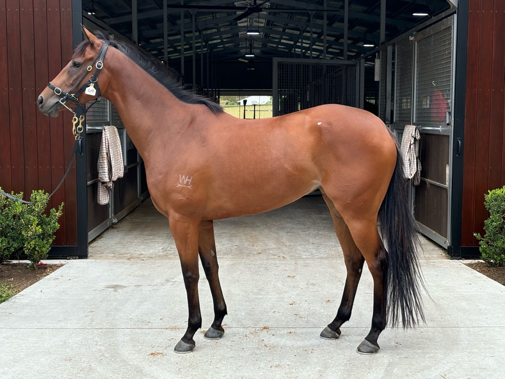 🐝 Hasty Honey goes back-to-back! 

A strong <a href="/royalrandwick/">Royal Randwick</a> win, carrying 59kg and still posting the 5th best time of the day: 1.8L better than b'mark! 

Now 4 wins + Group 3 placing, and she’s only getting better with every run. 💪

Thks to <a href="/BWiddupRacing/">BradWiddupRacing</a>  &amp; Will's ride 📷🏆