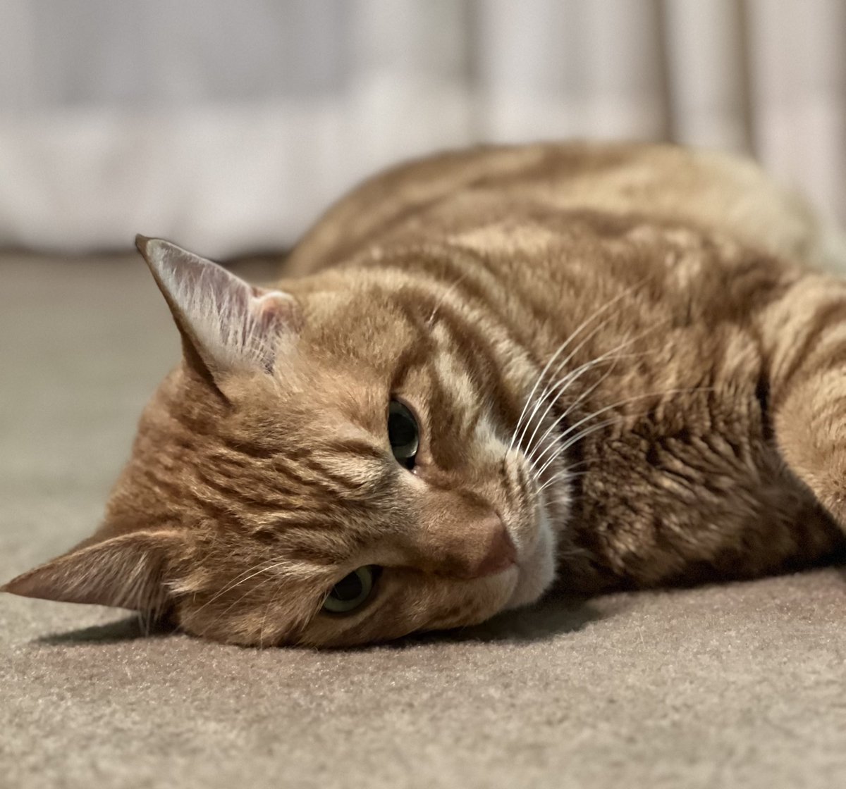 なんでこんなに可愛い？　　　　by🐯