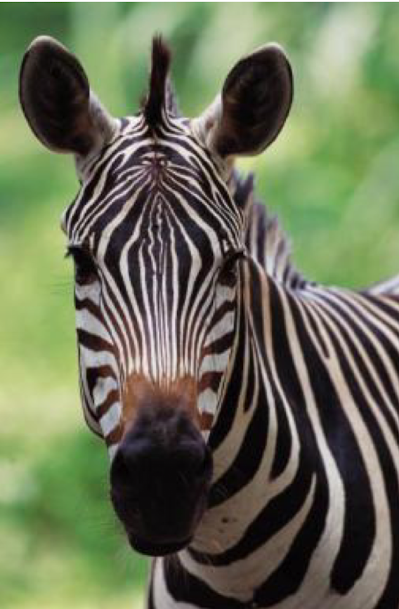BodyExplained's tweet photo. Want to never forget the bones of the orbit that surround the eye?

Use this mnemonic...

Many Friendly Zebras Enjoy Lazy Summer Picnics 

For the following bones in order🩻🦴...

Maxillary
Frontal
Zygomatic
Ethmoid
Lacrimal
Sphenoid
Palatine https://t.co/DzCMUee2Rd