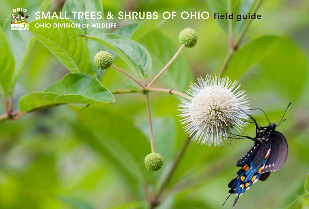 OhioDivWildlife's tweet image. 📑 Field Guide: Small Trees and Shrubs of Ohio
🔗 ow.ly/zlgb50Wpayw
🌳 This field guide covers 57 of the small tree, shrub, and bramble species you are likely to encounter across Ohio.