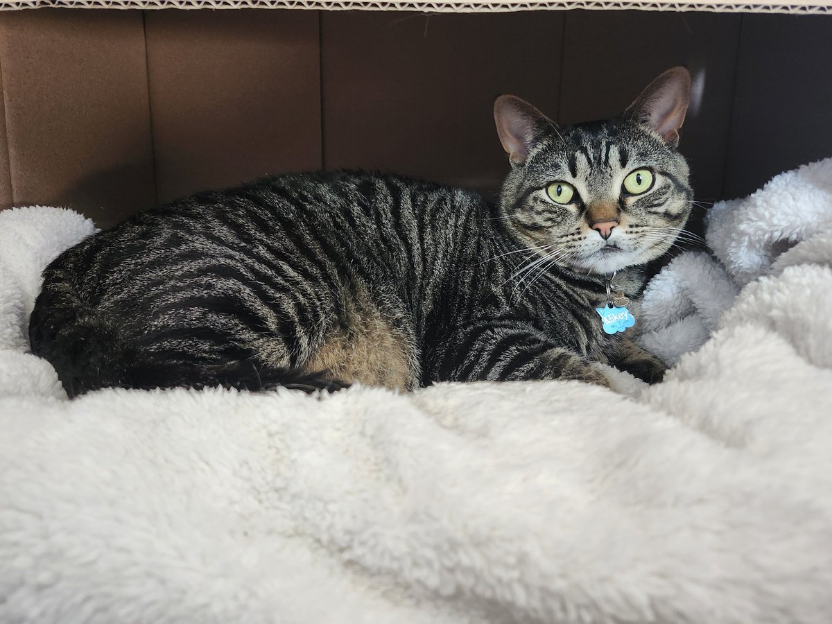 "i asked grok" "i asked chatgpt" i asked my cat his name is mike everyone say hi mike