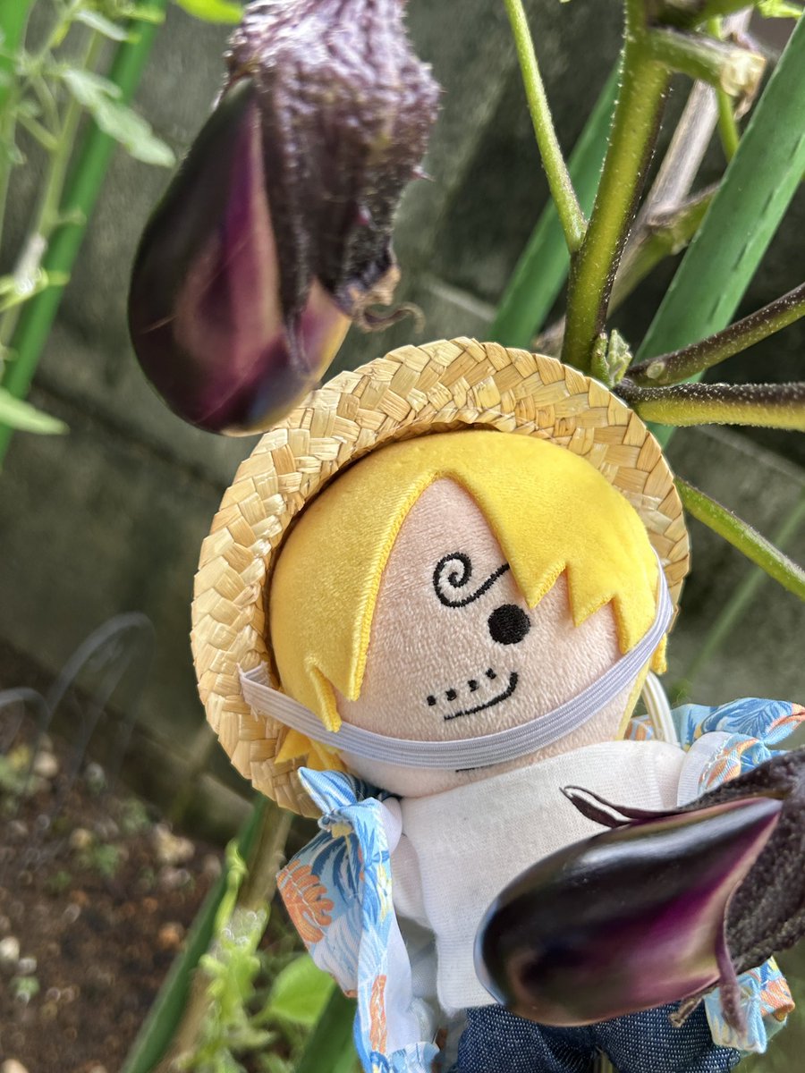 s_hirokujira's tweet image. ナスを育てるアカウントみたいになってきた😂