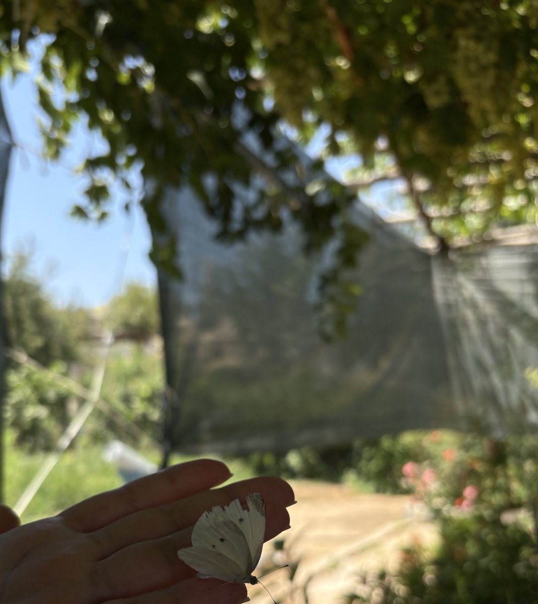 Beyaz kelebeklerin iyi haber getirdiğini düşünürdüm, emin oldum. 🦋