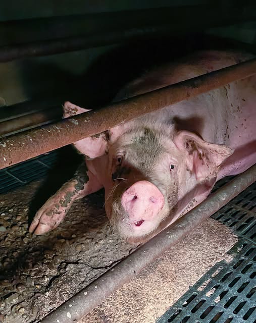 “Where words are restrained, the eyes often talk a great deal.” – Samuel Richardson

What a different world it would be if those eyes could speak to YOUR hearts and minds and changed them.