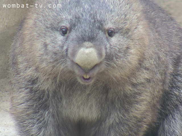 lucywombat5's tweet image. ふわふわしてるでしょ〜。
2021/7
#ウォンバット　　#五月山動物園