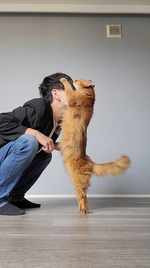 chipie0826's tweet image. 🐱かいぬし、しごと、がんばれますように！