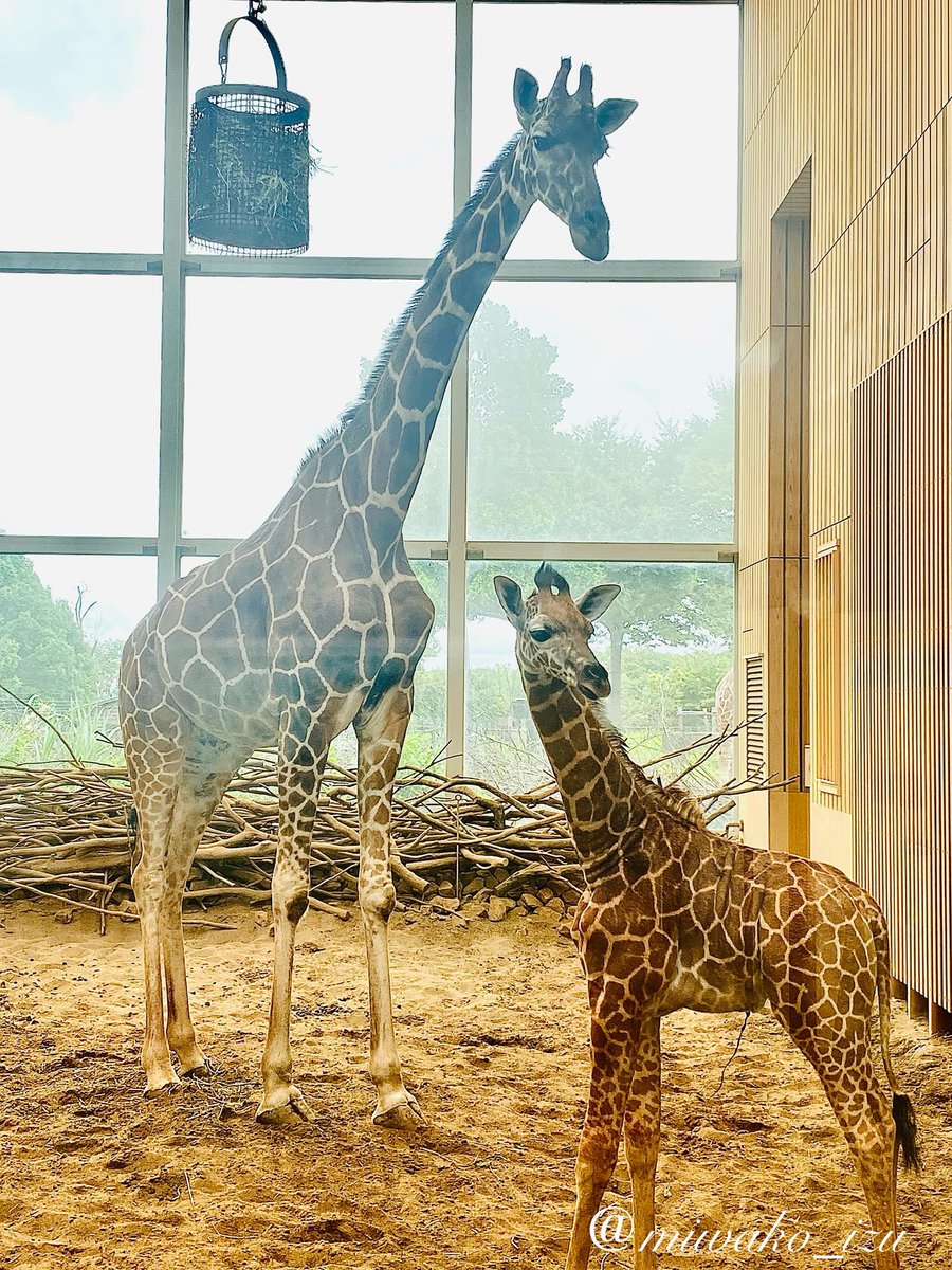 アニマルライフ 動物の大世界百科 11巻～20巻 追補 索引 【公式通販】