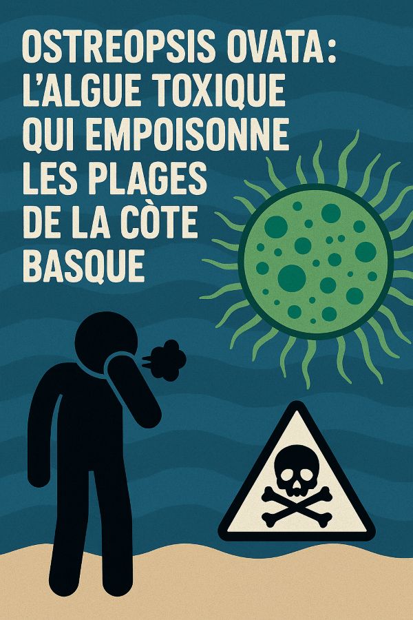 jipiblog's tweet image. Ostreopsis ovata : l’algue toxique invisible qui rend malades enfants, surfeurs et saisonniers sur la Côte Basque.
Aucun panneau, aucune info.
📍Article complet ici : jipiblog.jipiz.fr/2025/07/17/cot…
#algue #pollution #santé #CoteBasque #Jipiblog