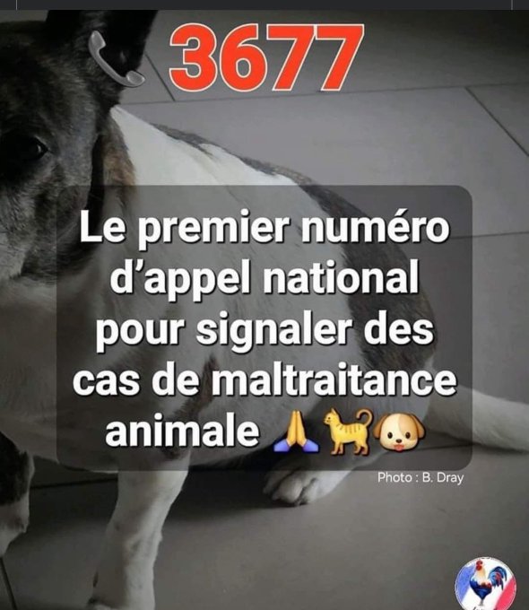 MelaniaFrance's tweet image. Chaque RT sauve la vie d&apos;un animal ! Ça vaut le coup !