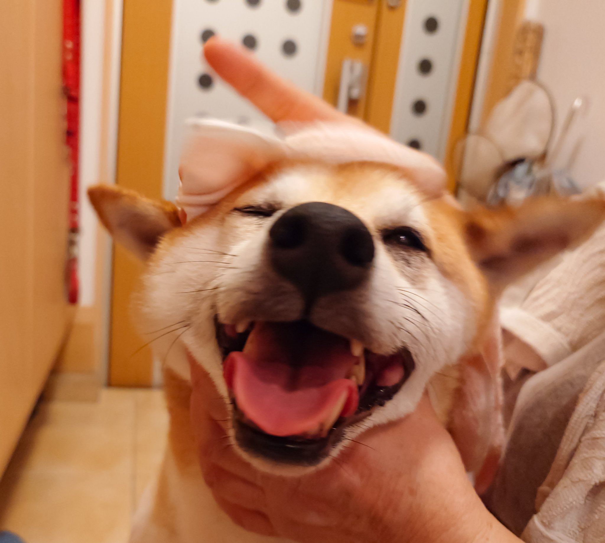 くま太様　おまとめ希望　2点 楽天市場】犬の服 オーガニックコットン綿毛布コート 1-9号 小型