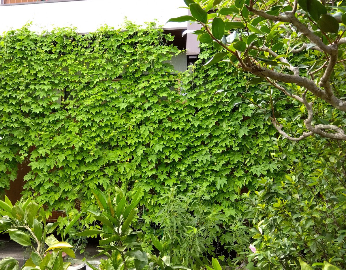 【#三島市 の取組】
身近な夏の #地球温暖化対策 と緑のある景観づくりのため、「#緑のカーテン」を推進中🌱
5月には種子や苗を配布📦図書館企画「いのち満ちる季節」とも連携し、育て方を紹介しました📚
毎年「緑のカーテンコンテスト」も開催！詳細はこちら👇
city.mishima.shizuoka.jp/ipn054546.html