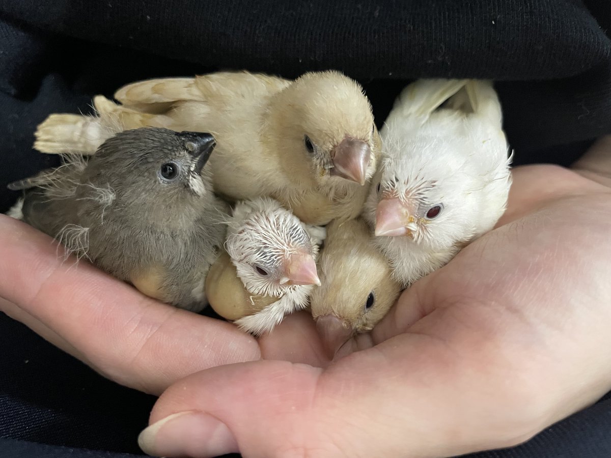 piyofish157's tweet image. 餌やり動画がいろんな反応あって面白い☺️
動画に写ってるのは全部雛で、大きい子は餌を3mL食べます!1日9mL!