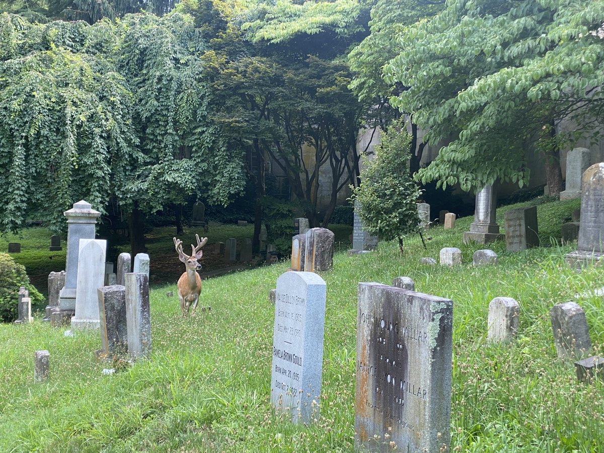 OFFICE CLOSURE ANNOUNCEMENT: 

The Oak Hill Cemetery Office will be closed between Thursday, July 17, and Sunday, July 19. 

All gates will be open on Thursday and Friday. For Saturday and Sunday, only the walk-in gates will be open. 

#OakHillCemeteryDC #OfficeClosure