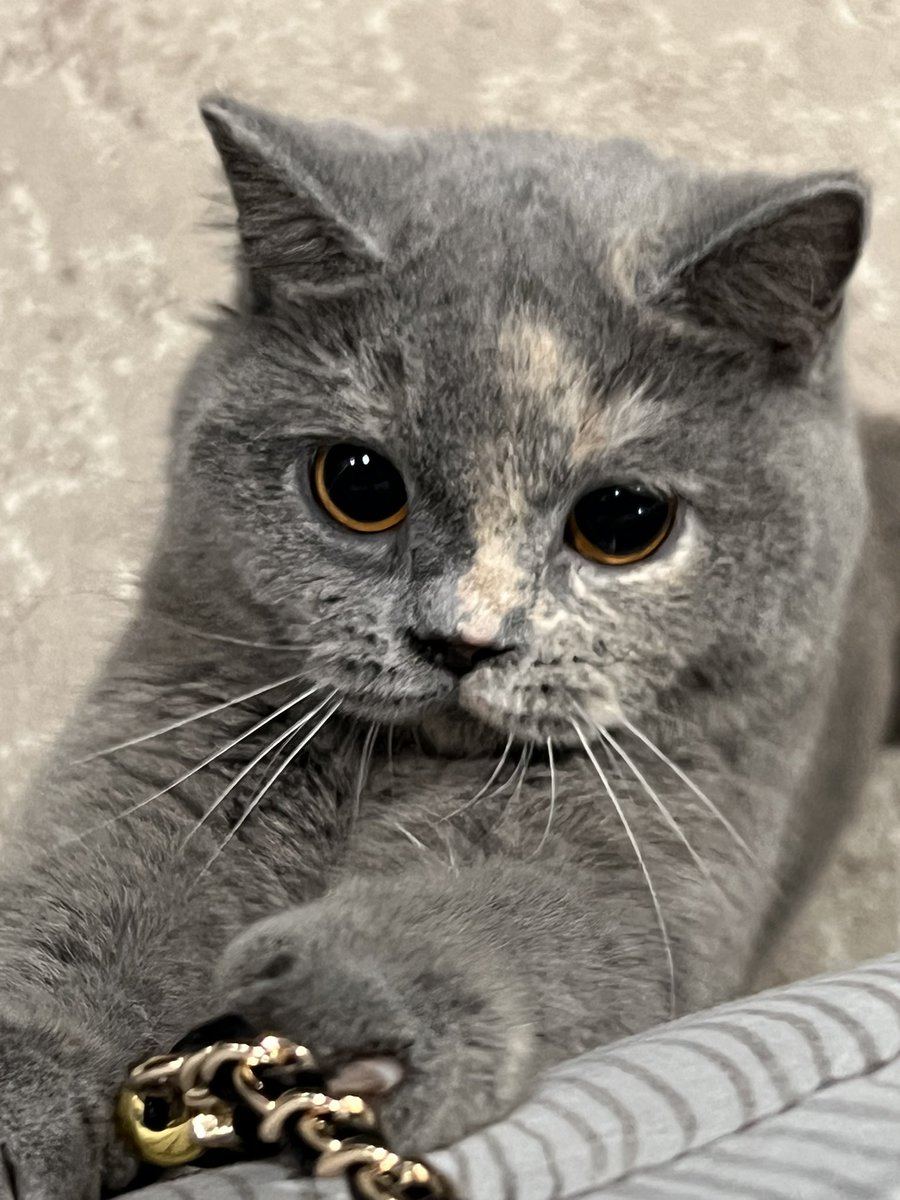 my baby, my pride and joy🩶 

also my headache (lovingly) tapi untung sayang ya