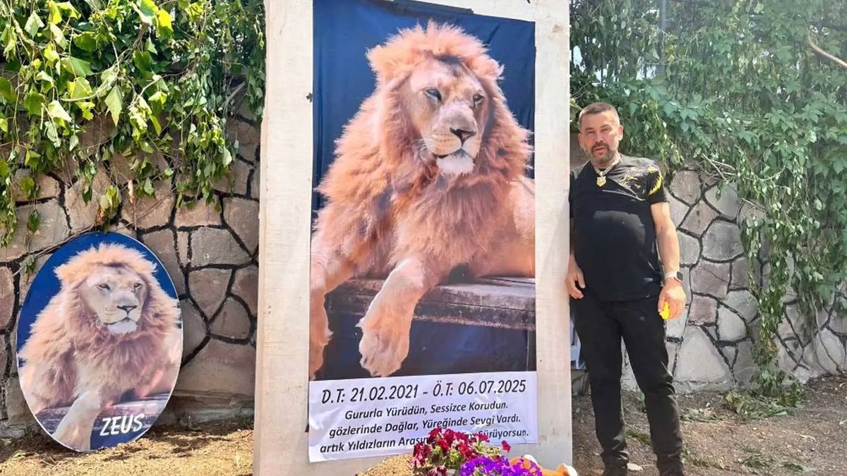 Ankara’da bir avukat, “Zeus” adlı aslanın Antalya’da kaçışında kusuru bulunan kişiler ve uyutarak yakalama imkânı varken öldürenler hakkında suç duyurusunda bulundu.
