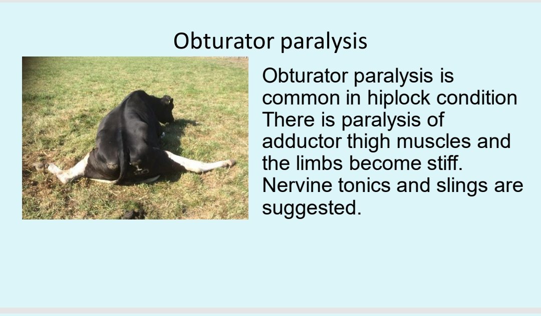 TheVetknowledge's tweet photo. Observe cow posture in case of Obturator nerve paralysis https://t.co/ebgupgIcpD