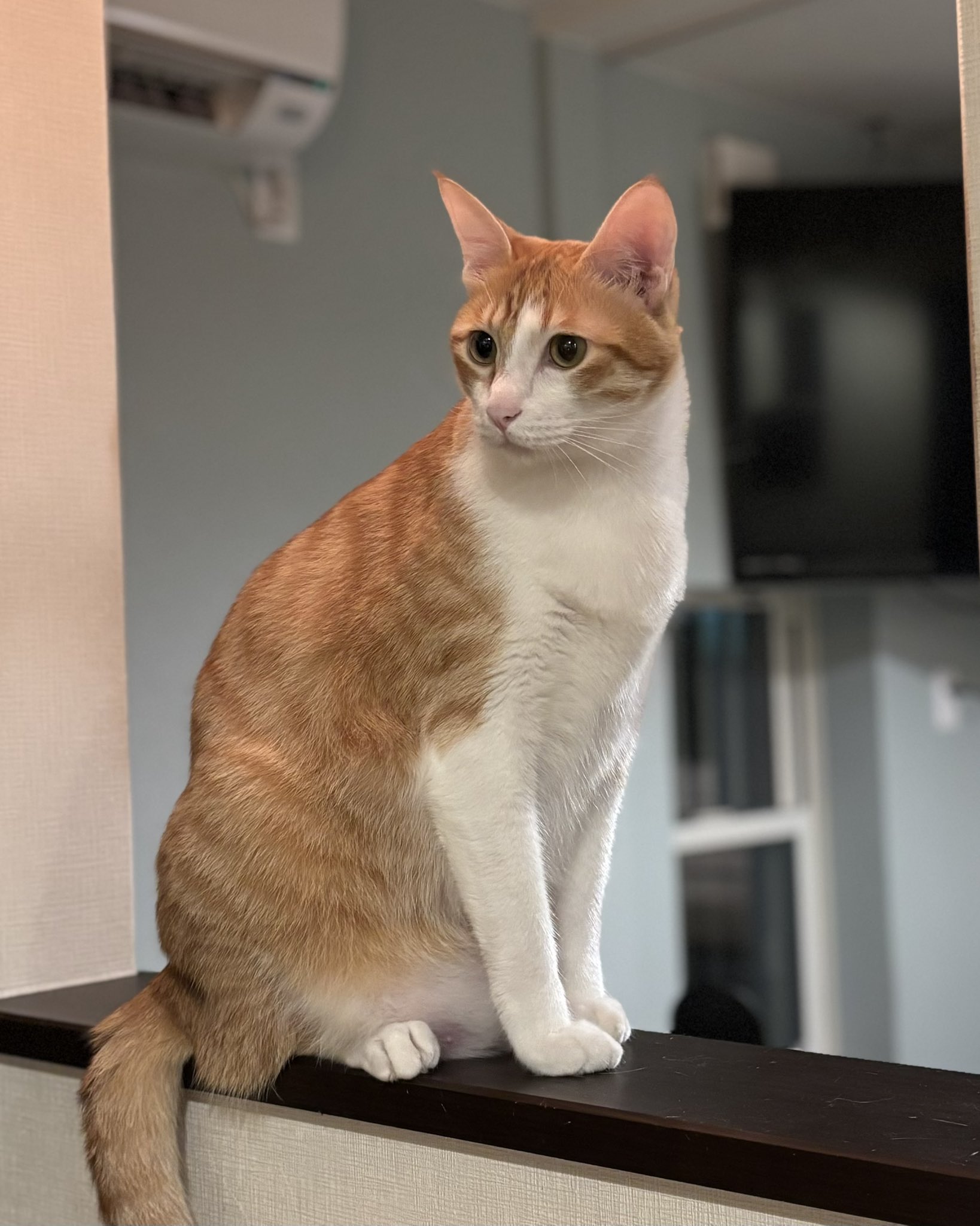 ねこまみれ いつでもどこでも猫まみれ🐱 on X: 