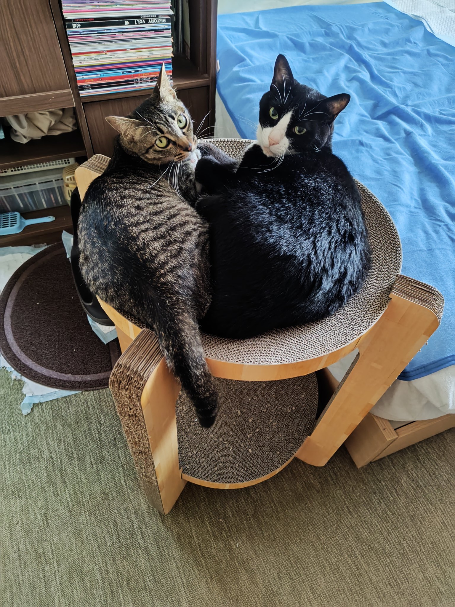 狸猫 Amazon.co.jp: ご縁猫 ジュエリーキャット(S-SIZE ピンク Pink