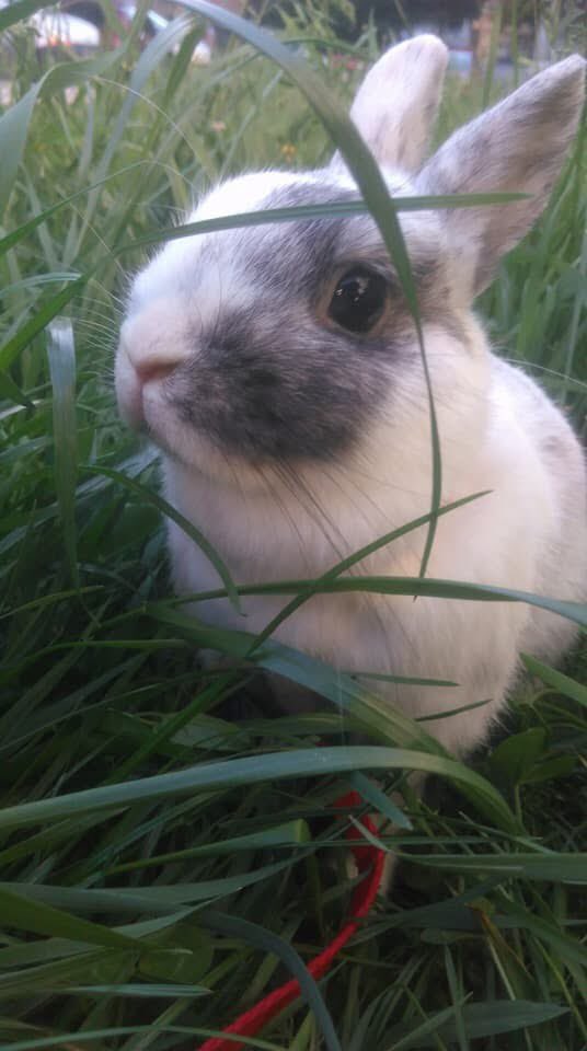 Adieu Haru, mon petit lapin… 
Tu peux courir à nouveau dans le ciel maintenant. ❤️