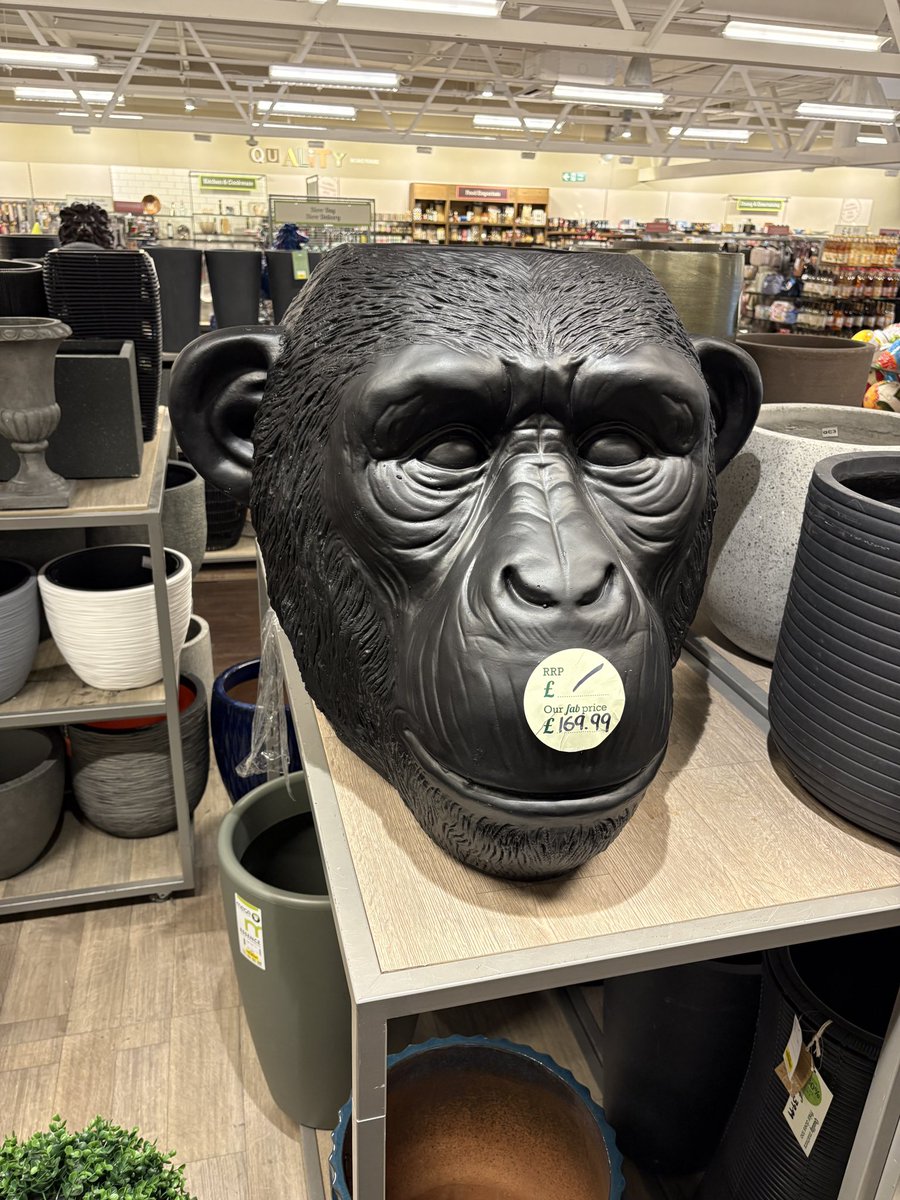 Dojo007's tweet image. Hey @BlossomsBand look what I just spotted upstairs in TK Maxx in Stockport…??