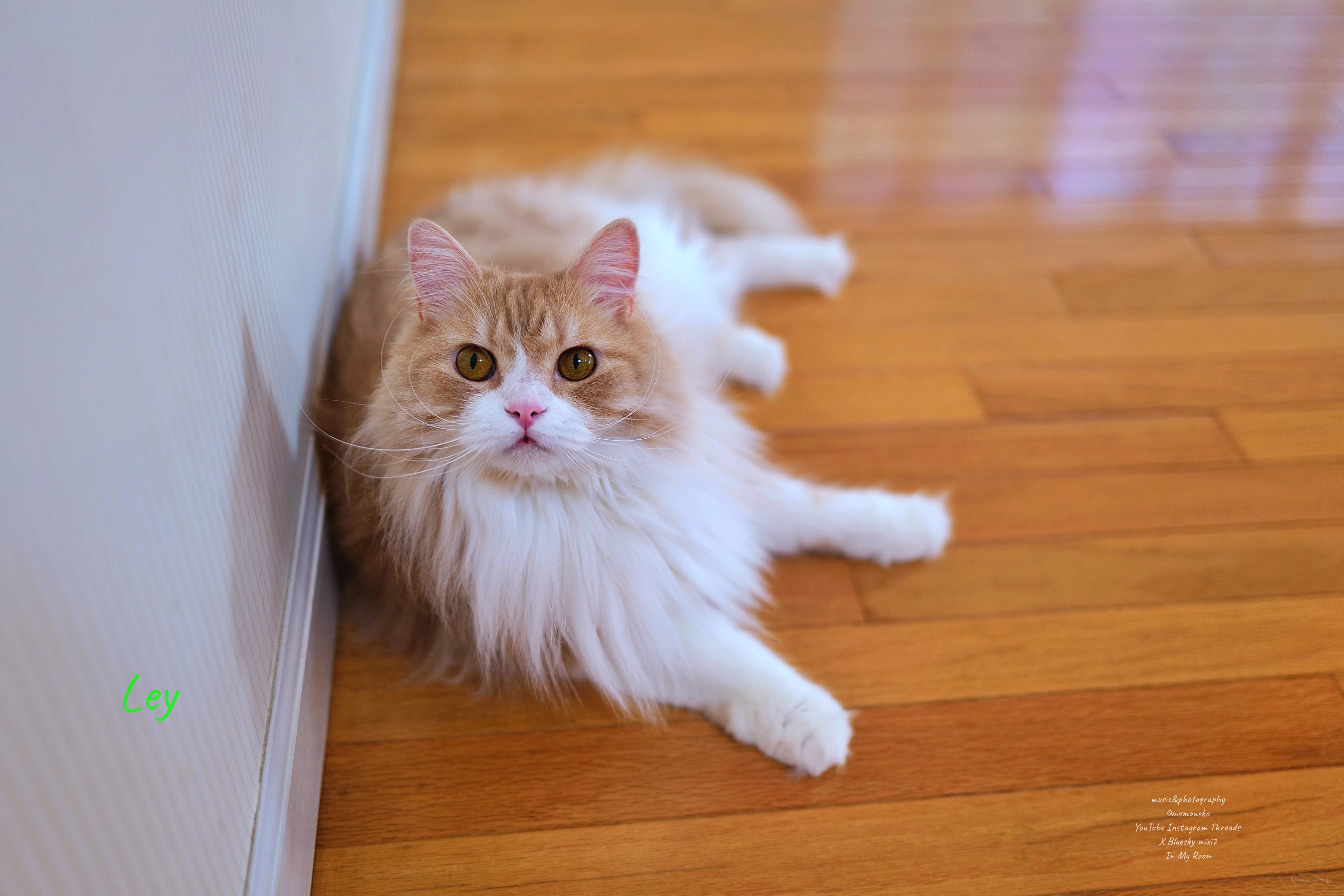 もも猫 今と昔のつつじ #ねこ #のせ猫 #つつじ #かご猫 #しろ