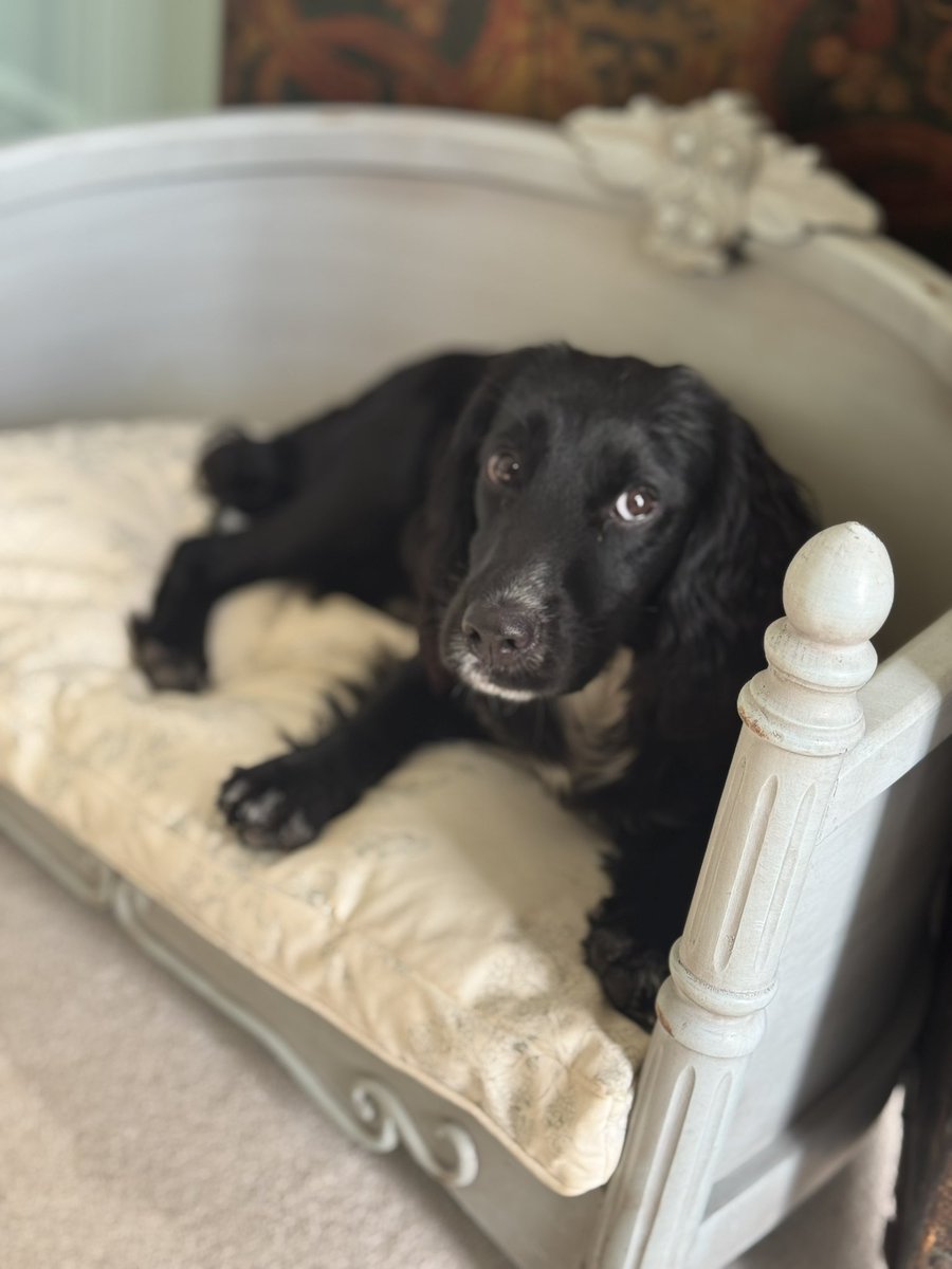 I’m being distracted… I have so much work to do, emails, letters, social media posts, as well as about 101 other things - but all I can do is to look at that little face &amp; think how adorable she is. 

#MadDogLady 
💜🐾💜