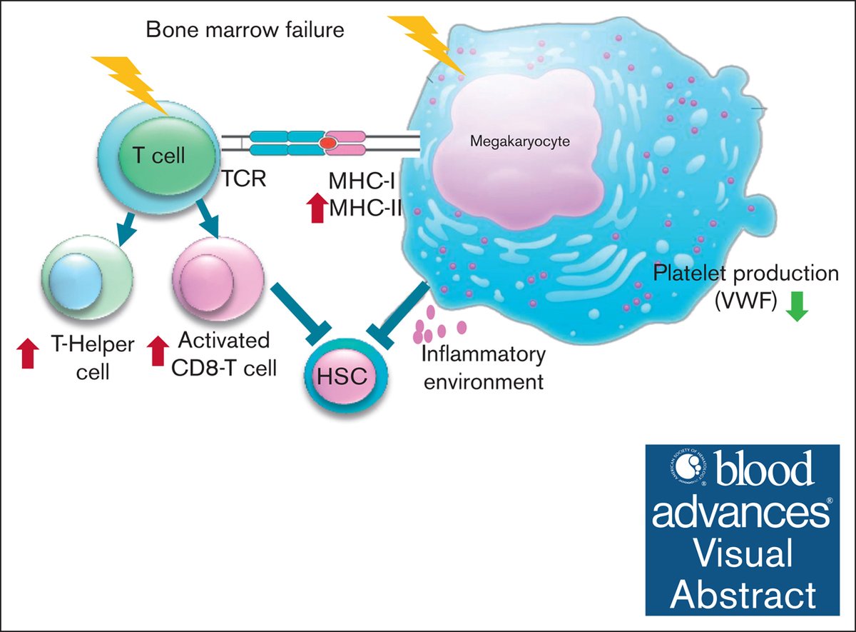 Marrow failure MKs exhibit increased immune activation and impaired platelet function and homeostasis. ow.ly/sHNi50Wn9Oj #immunobiologyandimmunotherapy