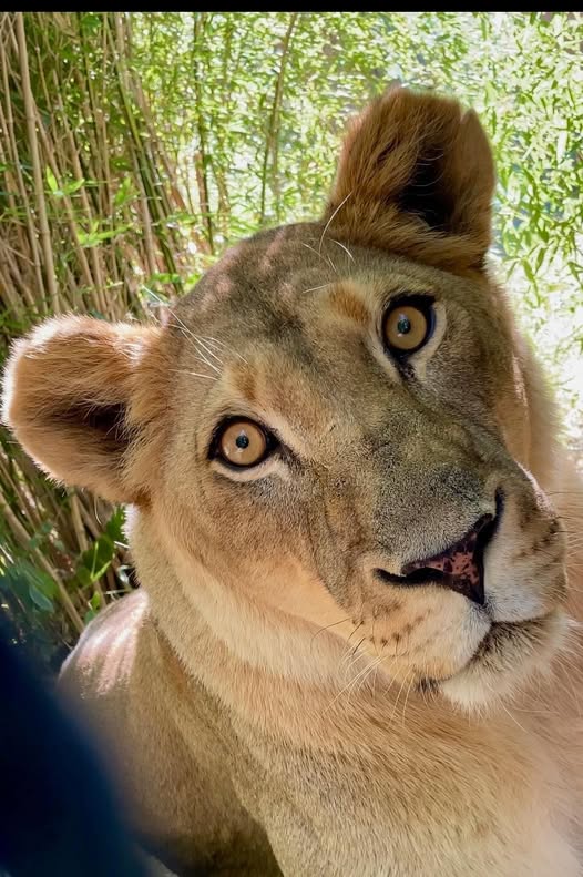 CincinnatiZoo's tweet image. Happy 14th Birthday Imani! DYK- Lions develop dark spots on their noses as they age. Scientists can use these spots to relatively age unknown individuals in the wild.