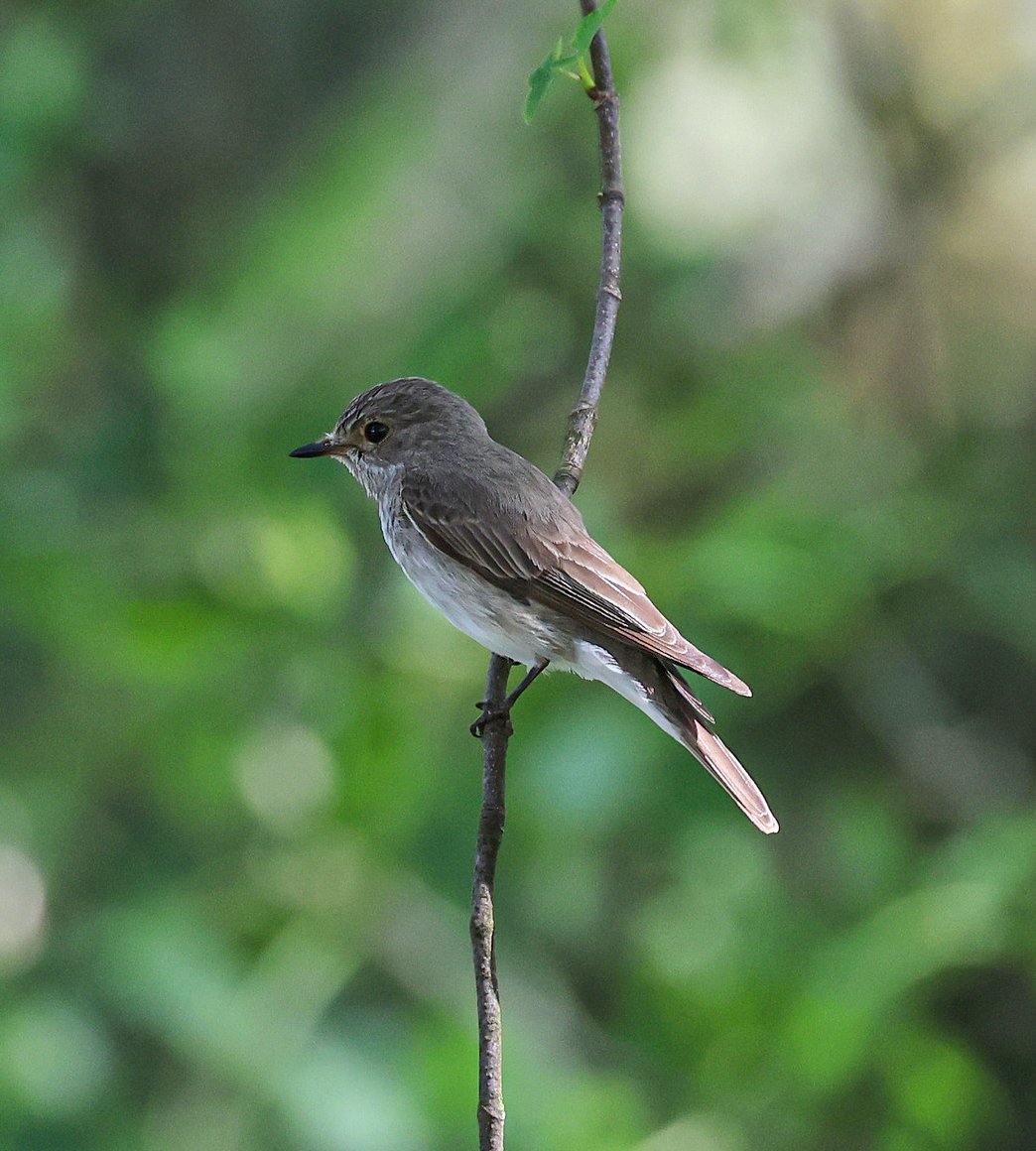 Richmond Swaledale spot fly so hard to find now
adays in years gone bye quite easy😢