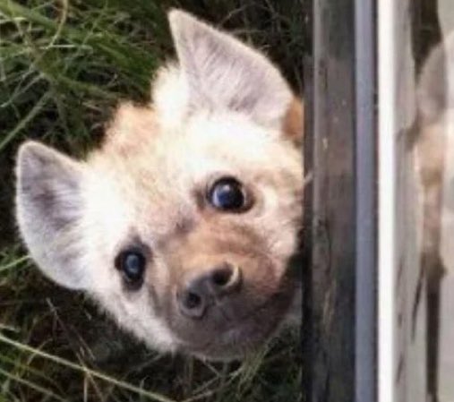 Something has arrived ~