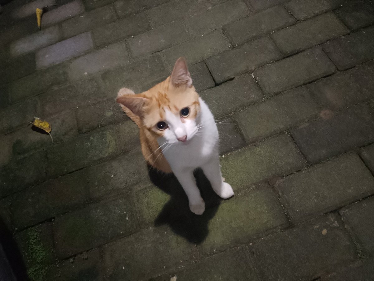 Demonoult's tweet image. Kucing jalanan sih