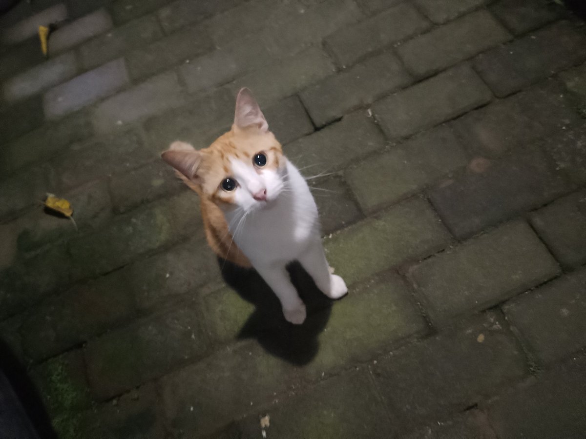 Demonoult's tweet image. Kucing jalanan sih