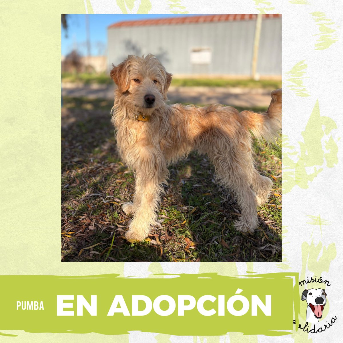 lagarzasosa_'s tweet image. Pumba tiene 2 años, vacunado y castrado.
 Es de tamaño mediano/grande, se lleva bien con perros y gatos  ama jugar y pasear. 
Busca una casa donde lo llenen de mimos.
ZONAS CABA Y GBA
Queres adoptarlo? Escribime!
misionsolidariatwitter@gmail.com
Asunto: Hakuna Matata