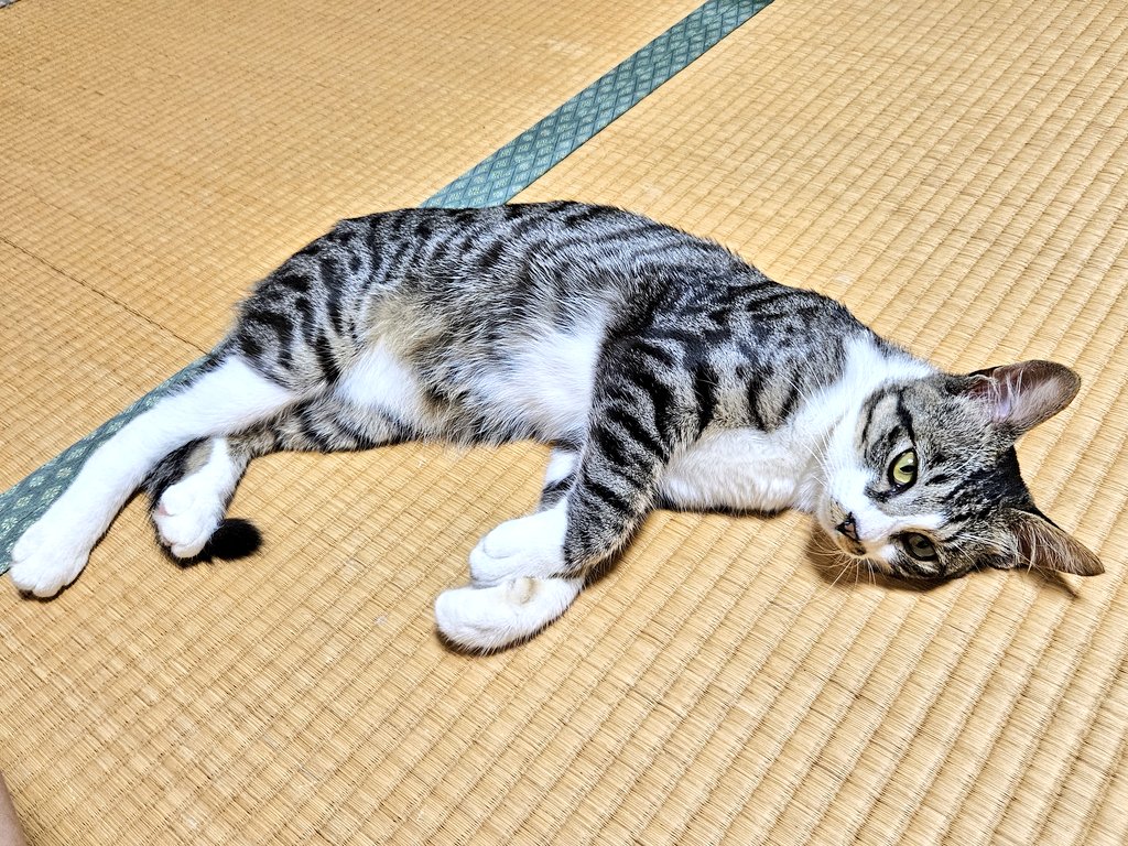 よんこたつMart❤(ӦｖӦ。)ページです こたつねこ774 on X: 