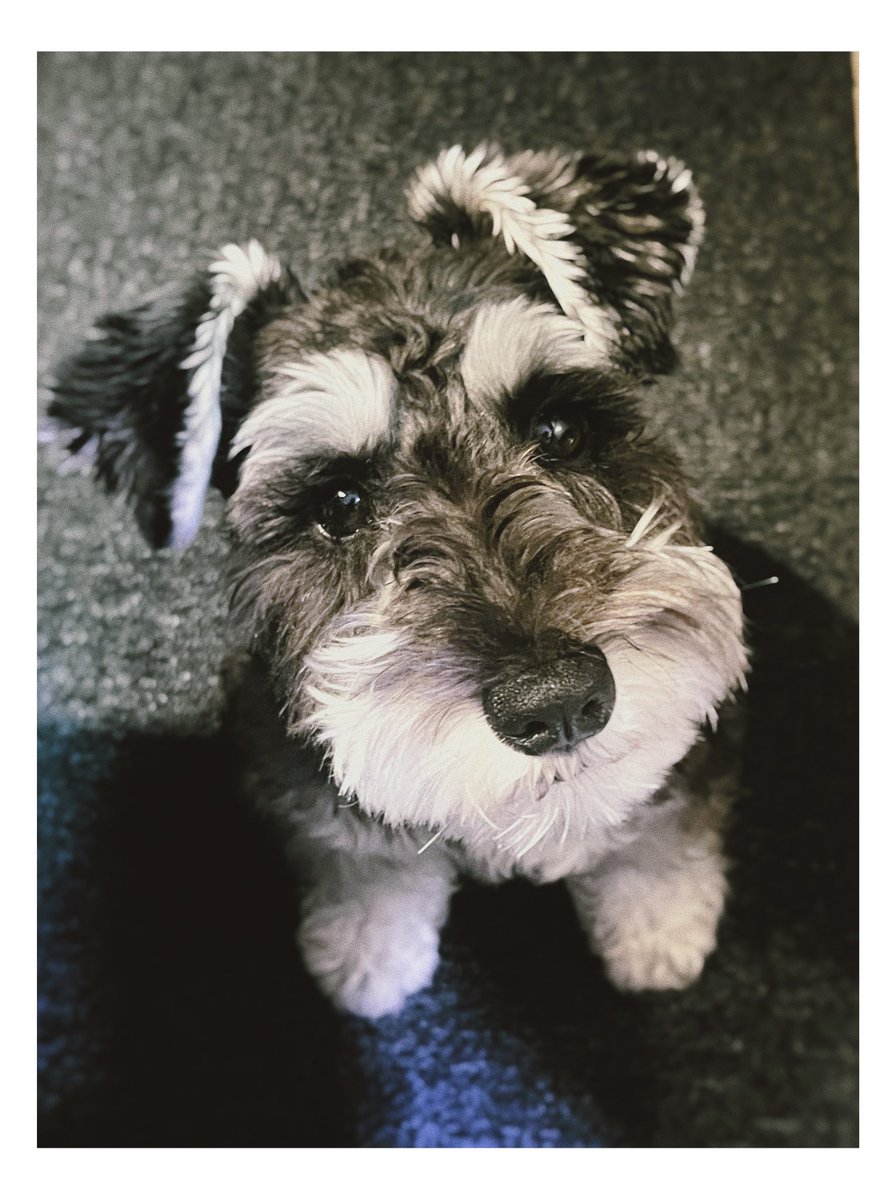 定期的なうちの子自慢すみません、可愛いので許して