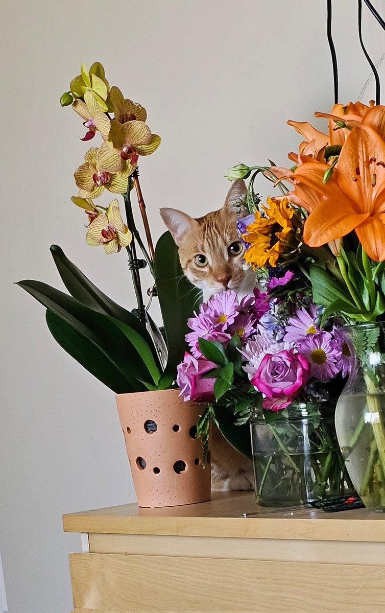 Find the kitty...
Good morning  🌅