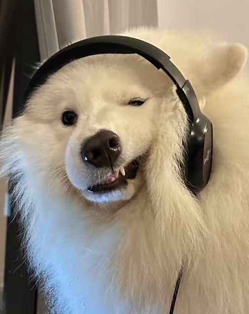 phu_as_samoyed's tweet image. 🤨
#PHUTATCHAI